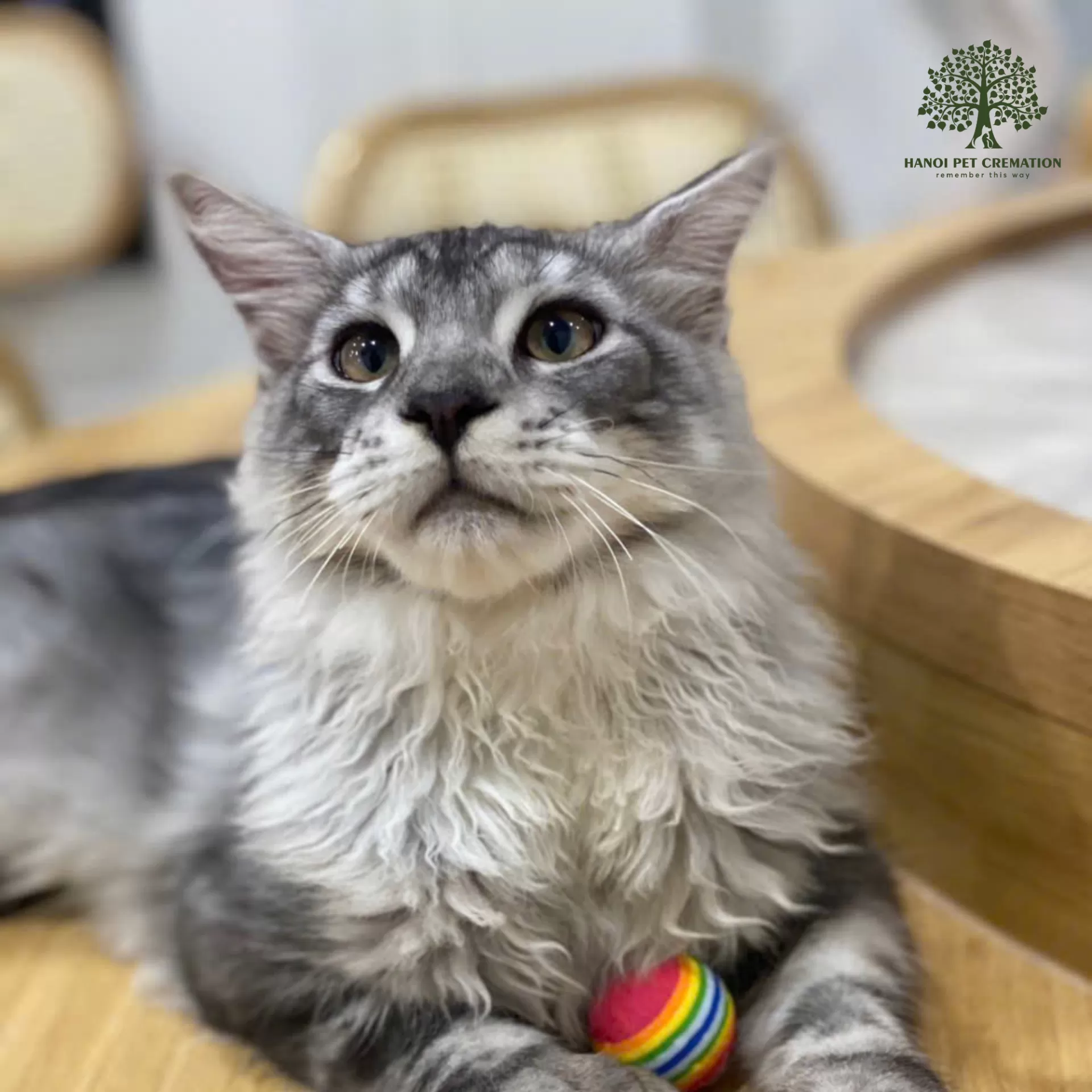 Bé Dồi mạnh mẽ của bố mẹ