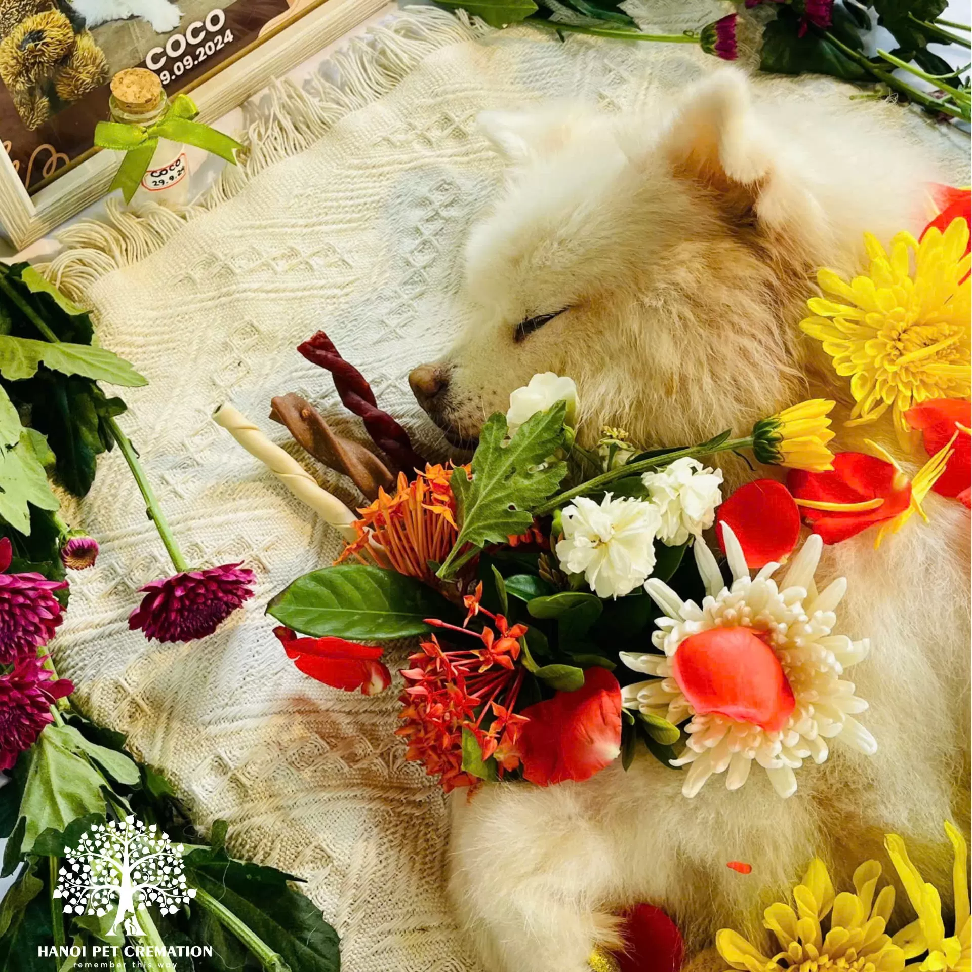 Giới thiệu về Hanoi Pet Cremation